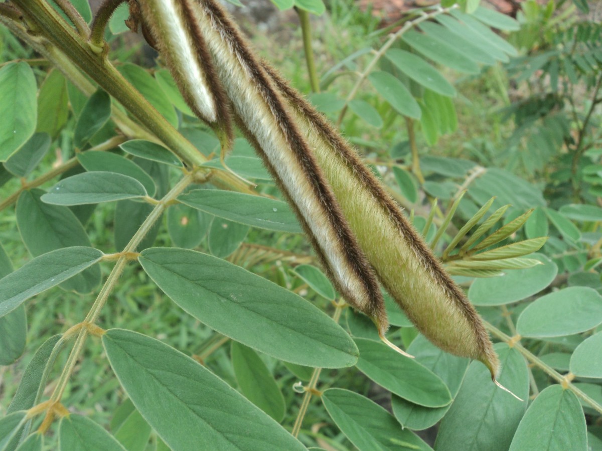 Tephrosia vogelii Hook.f.